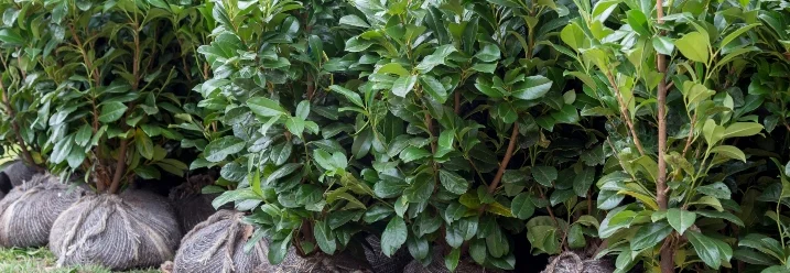 Lorbeerbäume mit Ballen